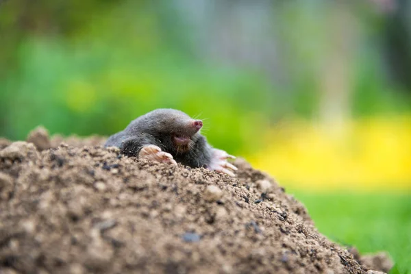 Europeiska Mullvaden Kryper Upp Molehill Ovan Jord Visar Starka Främre — Stockfoto