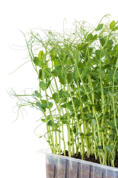 Brotes Guisantes Cultivados Como Micro Verdes Listos Para Ser Cosechados —  Fotos de Stock