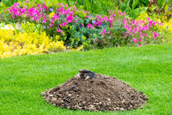 Animal Topo Talpa Europaea Causando Daños Como Plaga Jardín Con —  Fotos de Stock