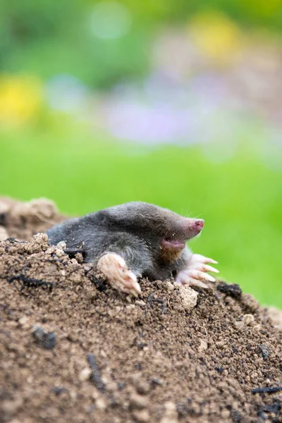 Mole Talpa Europaea Rastejando Para Fora Molehill Marrom Grama Verde — Fotografia de Stock