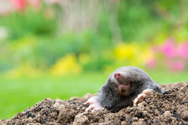 European Mole Talpa Europaea Destroying Lawn Its Mole Hills Underground — Stock Photo, Image