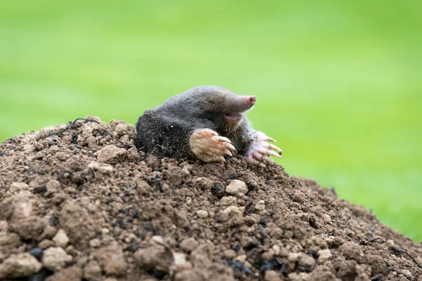 Mole Talpa Europaea Crawling Out Brown Molehill Green Grass Background — Stock Photo, Image