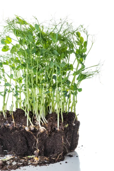 Brotes Guisante Tomados Recipiente Con Tierra Raíces Concepto Jardinería Casera —  Fotos de Stock