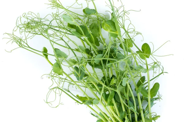 pea shoots with tendrils lying flat, isolated on white