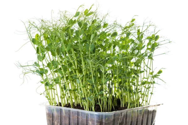 Pea Shoots Grown Micro Greens Ready Harvested Isolated White — Stock Photo, Image