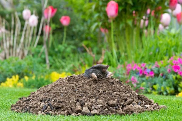 Topo Talpa Europaea Haciendo Mole Hill Dañando Hermoso Césped Jardín — Foto de Stock