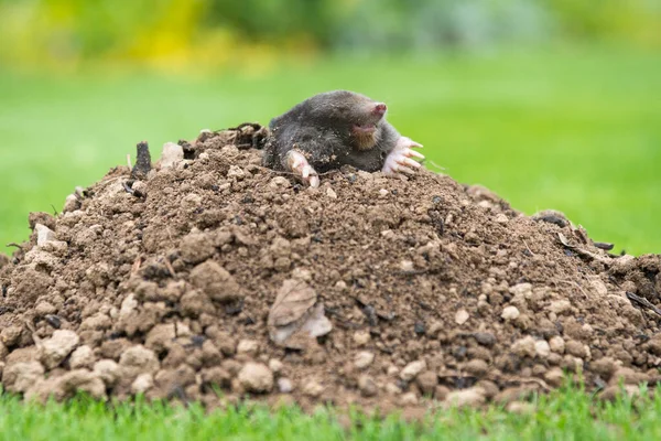 モル動物 タルパヨーロッパ そのモルの丘と地下トンネルで庭の害虫としての損傷を引き起こす — ストック写真