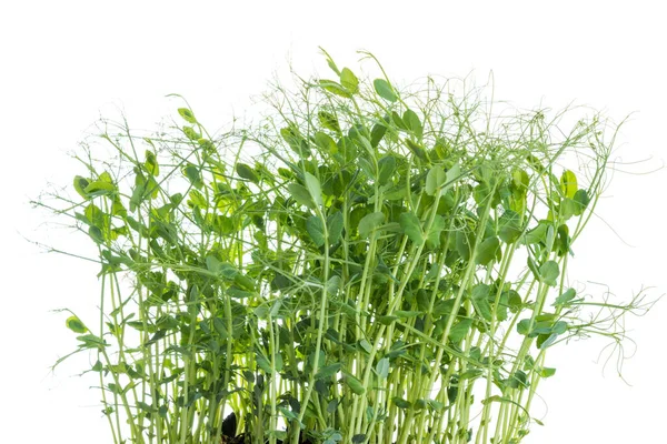 Pea Shoots Tendrils Grown Micro Greens Ready Harvested Isolated White — Stock Photo, Image