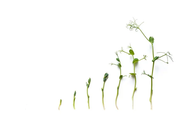 Brotes Guisante Diferentes Etapas Cultivadas Alineadas Una Fila Aisladas Blanco —  Fotos de Stock