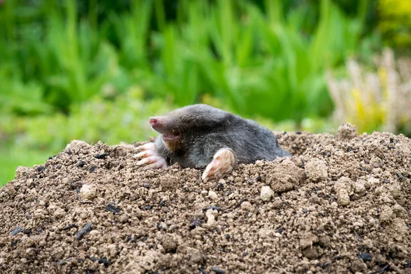 European Mole Talpa Europaea Destroying Lawn Its Mole Hills Underground — Stock Photo, Image