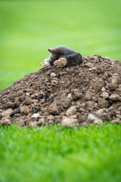 Mole Talpa Europaea Rastejando Para Fora Molehill Marrom Grama Verde — Fotografia de Stock