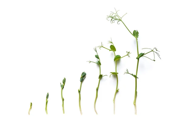 豌豆芽 在不同的成熟阶段排成一排 在白色上隔离 — 图库照片