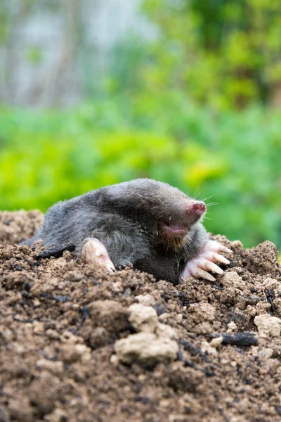 Topo Europeo Arrastrándose Fuera Molehill Sobre Suelo Mostrando Fuertes Pies — Foto de Stock