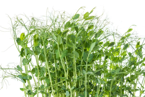 pea shoots with tendrils grown as micro greens ready to be harvested, isolated on white