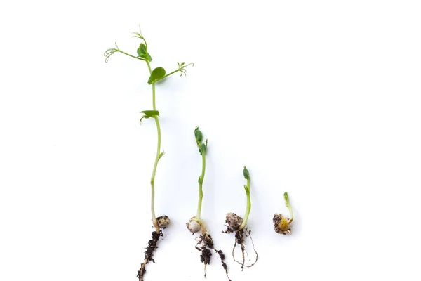 Plantas Guisante Etapas Crecimiento Acostado Plano Aislado Blanco —  Fotos de Stock