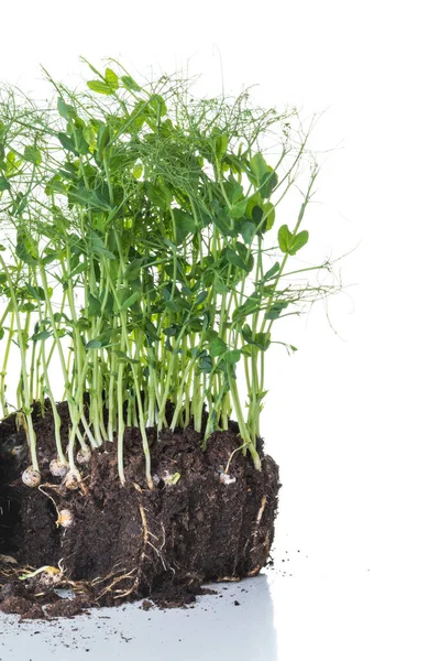 Pea sprouts taken from container with soil and roots, healthy eating home gardening concept
