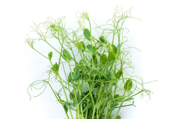 pea shoots with tendrils lying flat, isolated on white