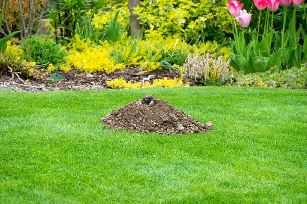 Mole Animal Talpa Europaea Causando Danos Como Uma Praga Jardim — Fotografia de Stock