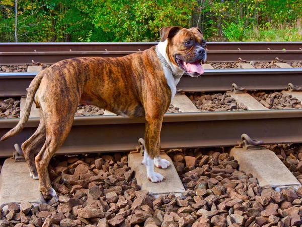 De hond op de tracks — Stockfoto