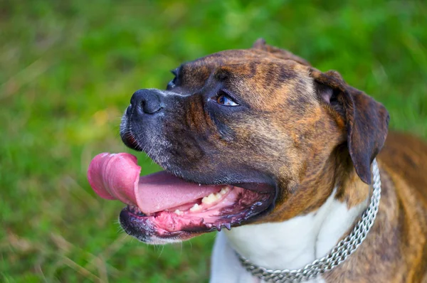 Zunge räkelnder Boxer — Stockfoto