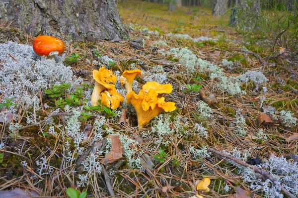 Kantareller i skogen — Stockfoto