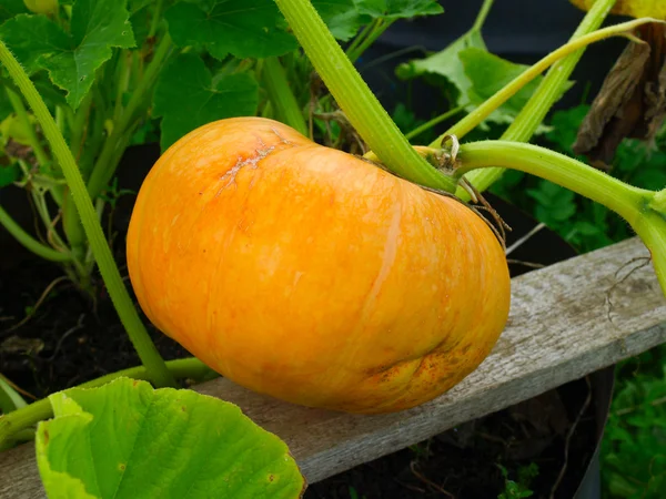 Calabaza — Foto de Stock