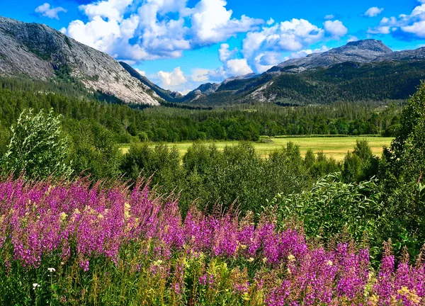 Yaz'ın Norveç dağlarında — Stok fotoğraf