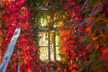 Sonbahar yapraklarıyla kaplı eski pencere