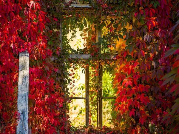 Old Window Covered Autumn Leafs — Stock Photo, Image