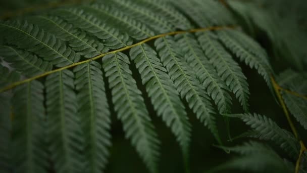 Una Textura Hoja Tropical Verde — Vídeo de stock