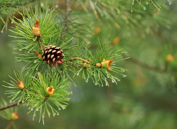Natuurlijke achtergrond, close-up pine op de groene Rechtenvrije Stockafbeeldingen