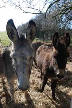 eşek duran bir çayır