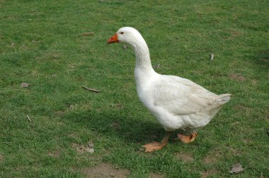 Beyaz kaz çim üzerinde duran çiftlik