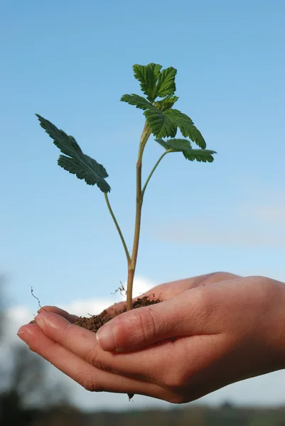 A sprout on a hand — Stock Photo, Image