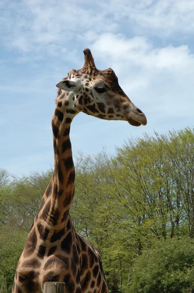 Giraffe — Stock Photo, Image