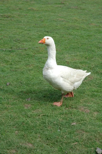 Ganso blanco de granja de pie en la hierba —  Fotos de Stock