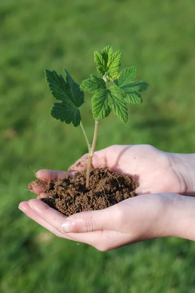 A sprout on a hand — Stock Photo, Image