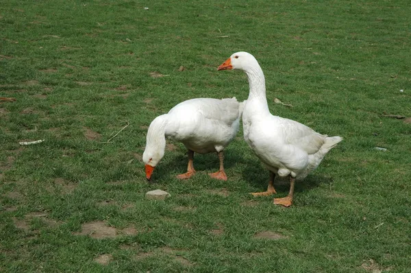 Farmed oca bianca in piedi su erba — Foto Stock