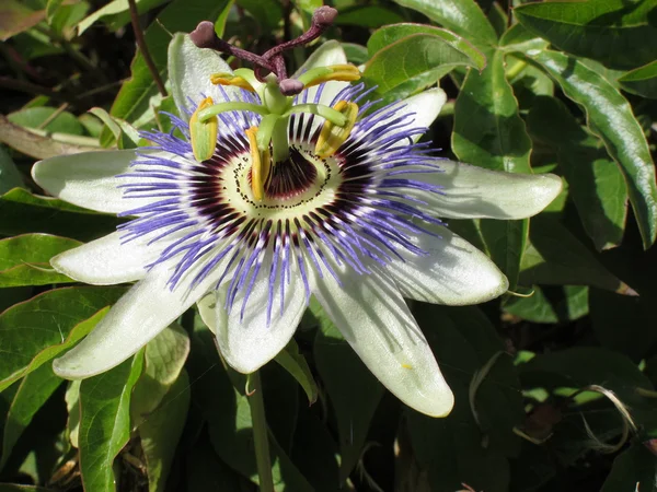 tutku çiçekflor de la pasión