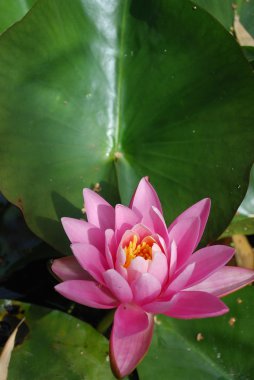 Nilüfer çiçekleri gölet