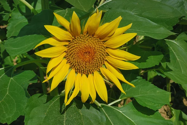 太陽の花のフィールド — ストック写真