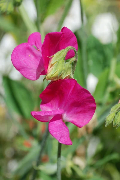Sweet pea flowers (Lathyrus odoratus) — Stock Photo, Image