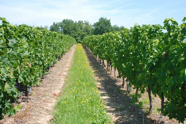 Weinberg in Frankreich — Stockfoto