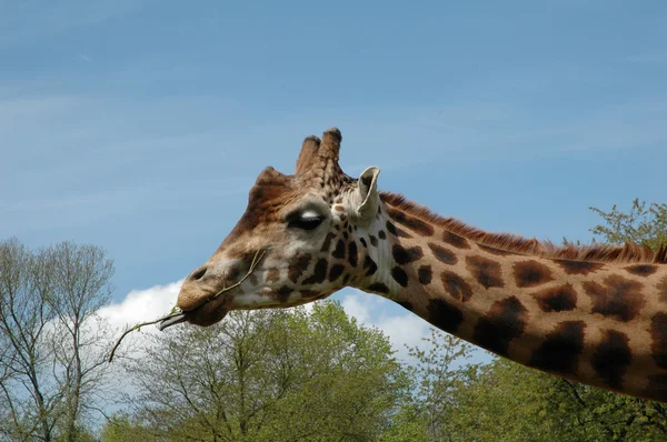 Giraffe — Stock Photo, Image