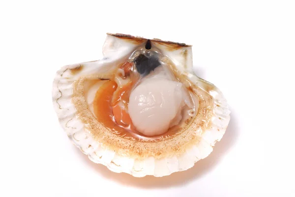 Scallop — Stock Photo, Image