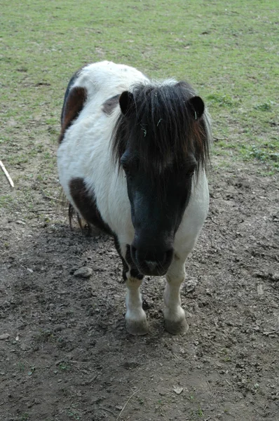 Shetland Pony — Stock Photo, Image