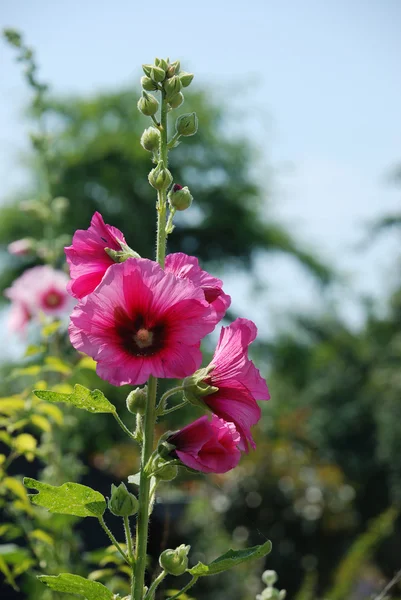 Garden hollyhock lcea Althea rosea — Stock Photo, Image