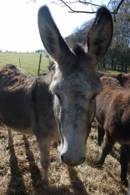 eşek duran bir çayır
