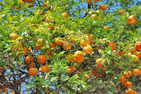 Oranges poussant sur les arbres au Maroc . — Photo
