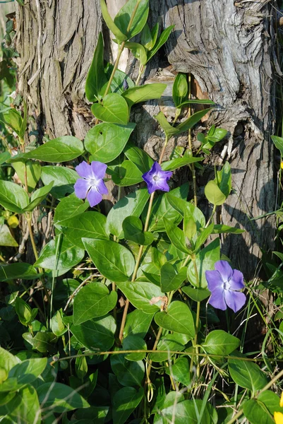 Grande giardino fiorito Periwinkle — Foto Stock